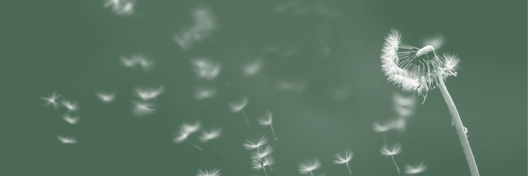 Seedling Foundation